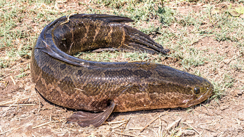 Northern snakehead on land