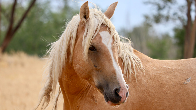 Wild palomino horse in the Virginia Range Nevada