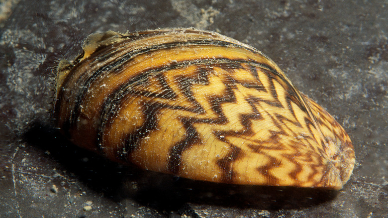 Zebra mussel up close