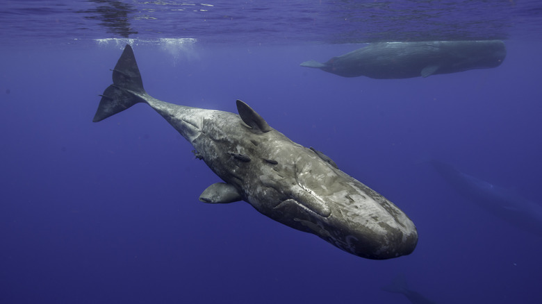 Sperm whales