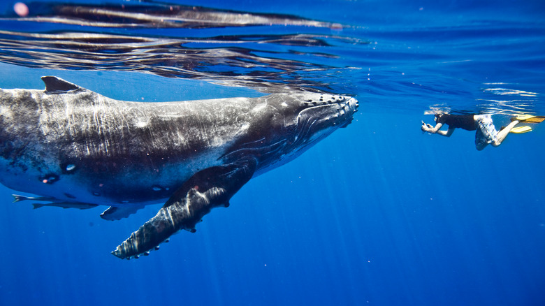 diver and whale