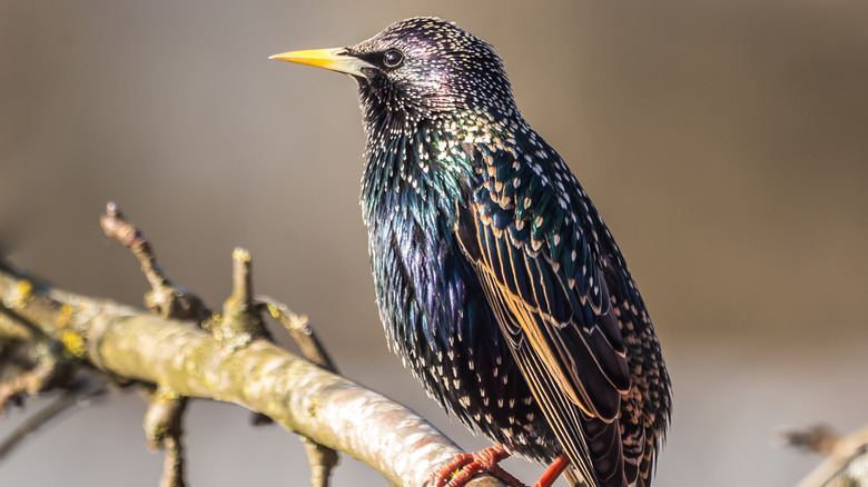 Starling in the wild