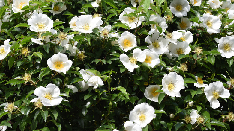 Cherokee Roses