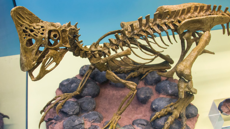 Oviraptor skeleton over eggs in nest