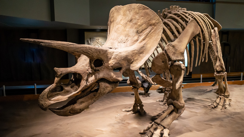 Triceratops skeleton displayed at museum