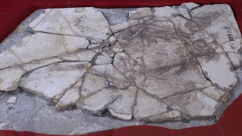 Archaeoraptor composite fossil fraud displayed