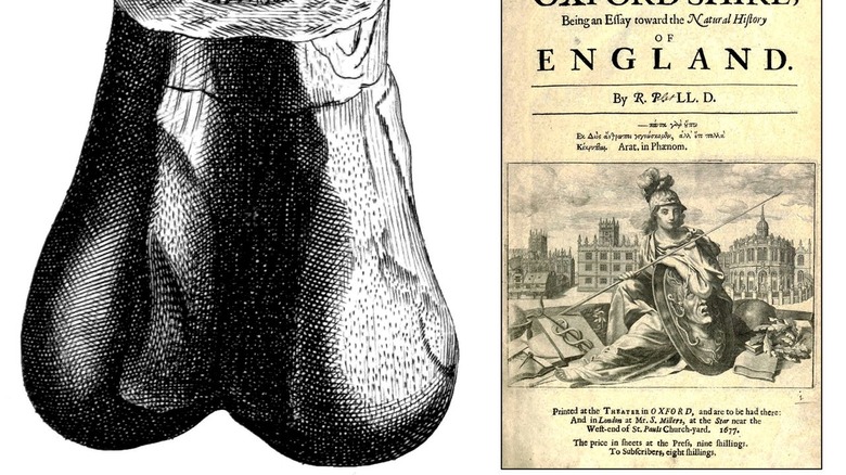 Megalosaurus thigh bone fragment illustration