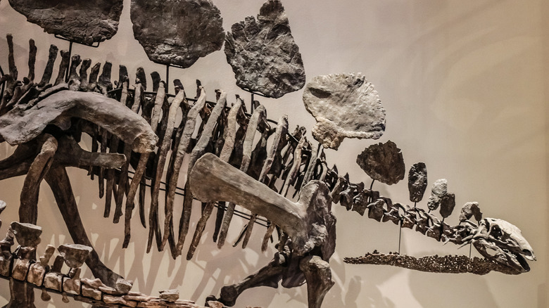 Stegosaurus skeleton displayed in museum