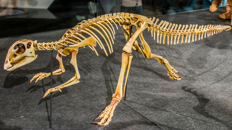 Hypsilophodon skeleton walking on the ground