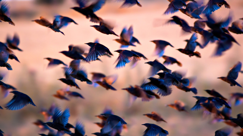 Birds in flight