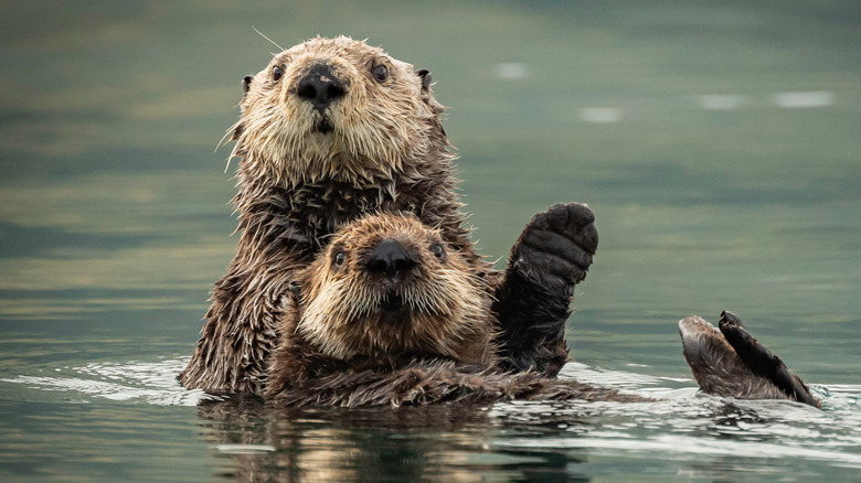 Two sea otters in the water