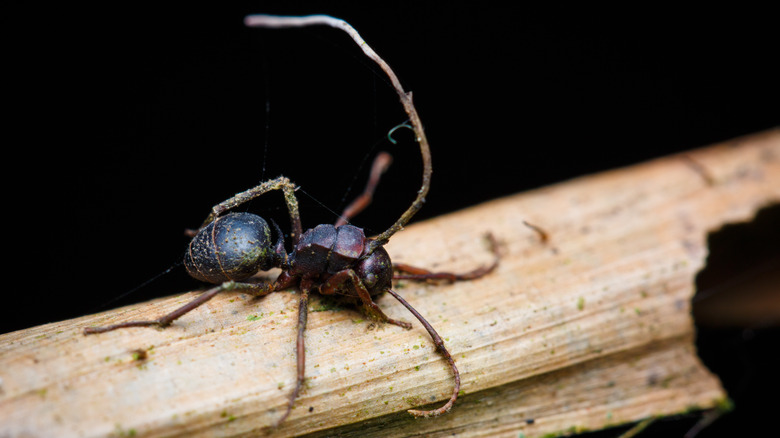 Zombie fungus takes control of ant