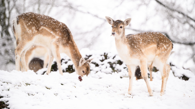 Two deer foraging in the snow