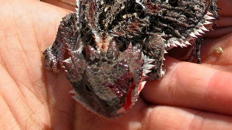Horned lizard with blood from eye