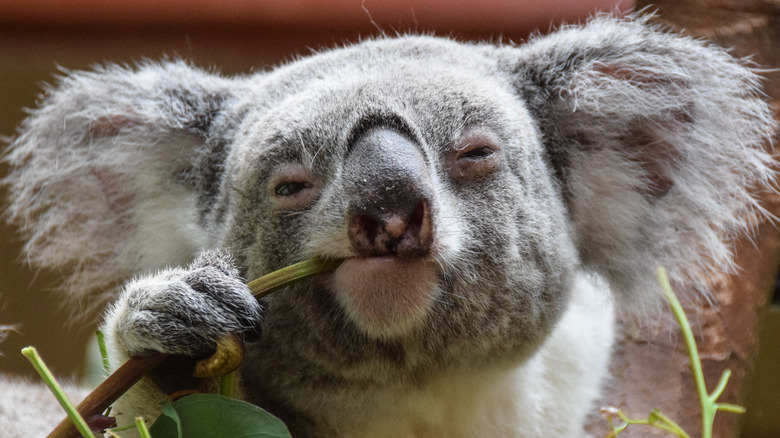 Koala looking at camera while eating