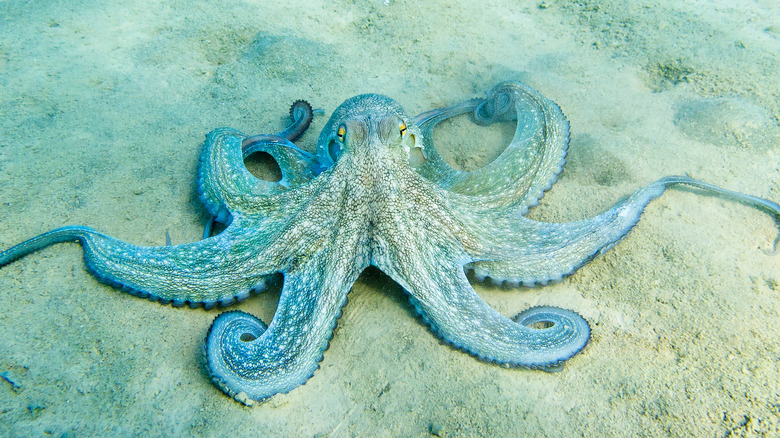 Blue octopus lying on the sand