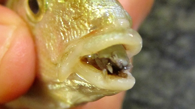 Tongue-eating louse inside fish