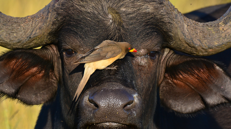 Oxpecker on buffalo's face