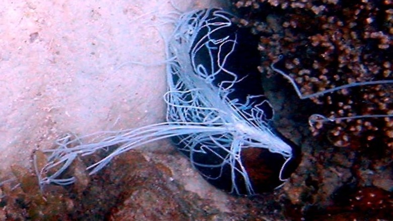 Sea cucumber shooting internal organs