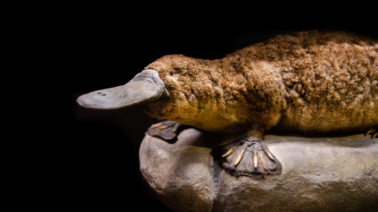 Platypus resting on a rock