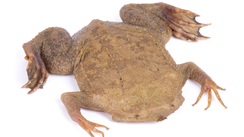 Surinam toad laying down