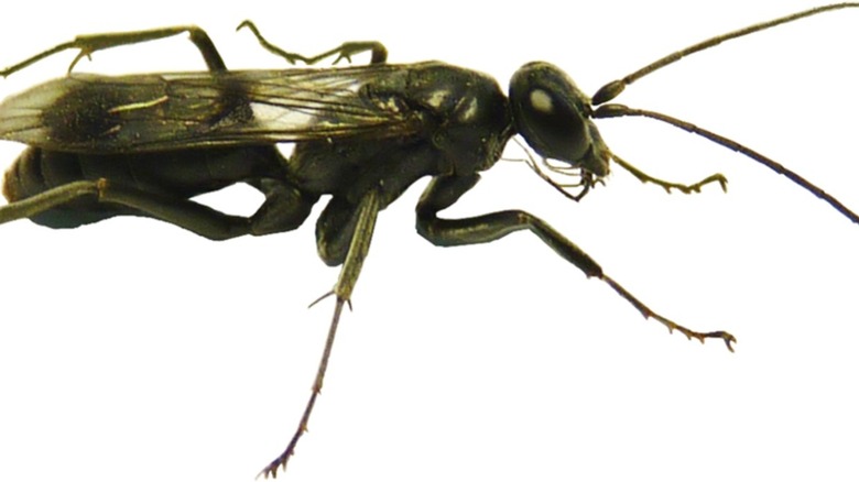 Spider-eating bone-house wasp on white background