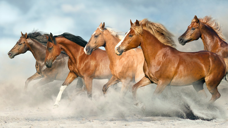 Horses galloping on sand