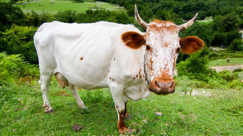 Cow standing in field