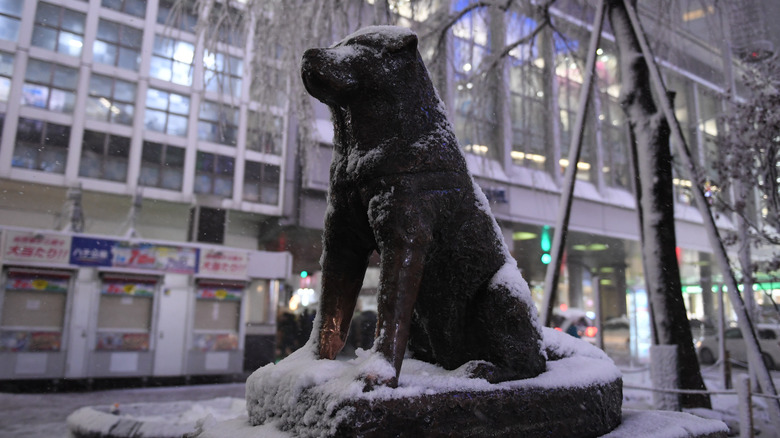 Statue of Hachikō covered in snow