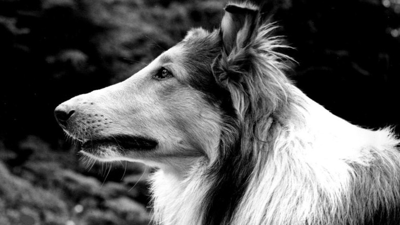 The dog who currently plays Lassie
