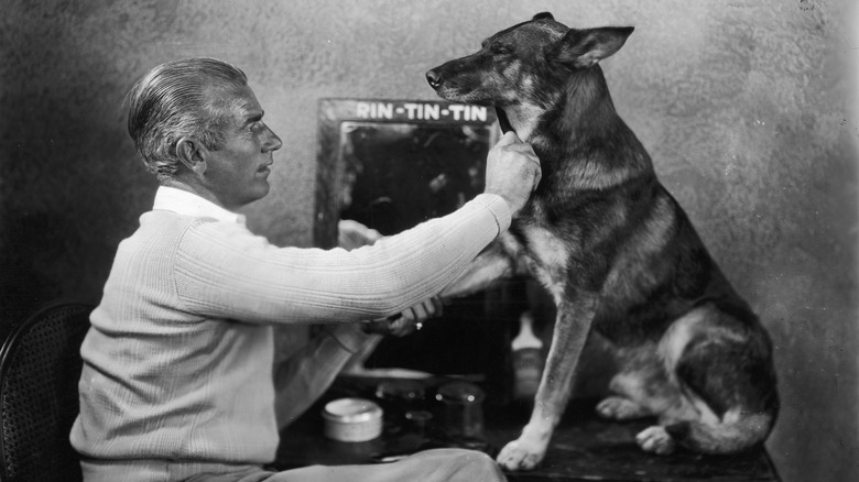 Rin Tin Tin being groomed before a performance