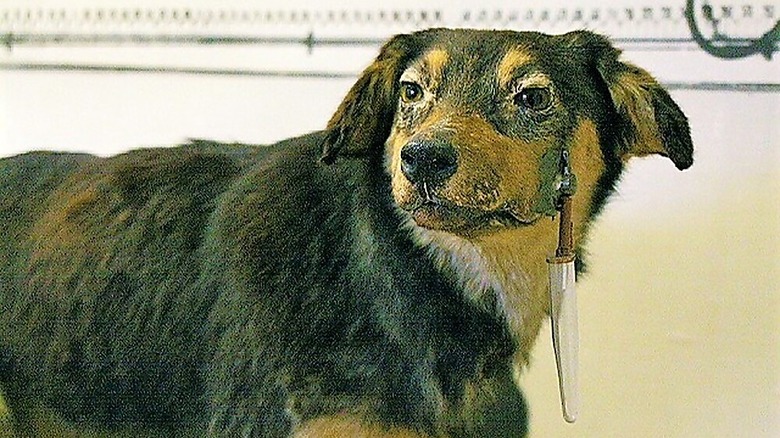 One of Pavlov's dogs, stuffed