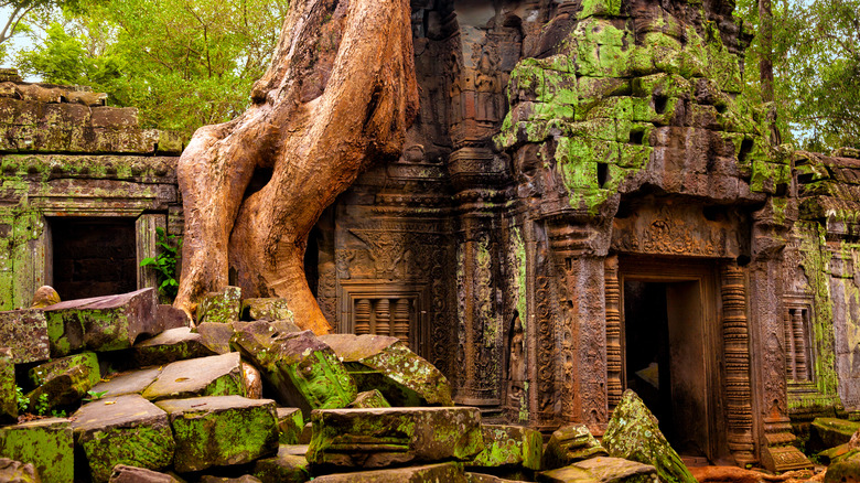 tree growing on ancient temple