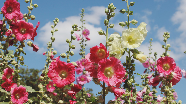 Hollyhock flowers 