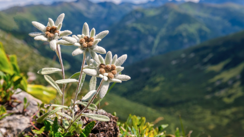 edelweiss flowers