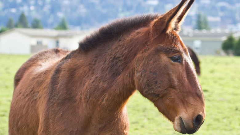 mule in a field