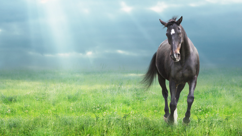 horse in a field