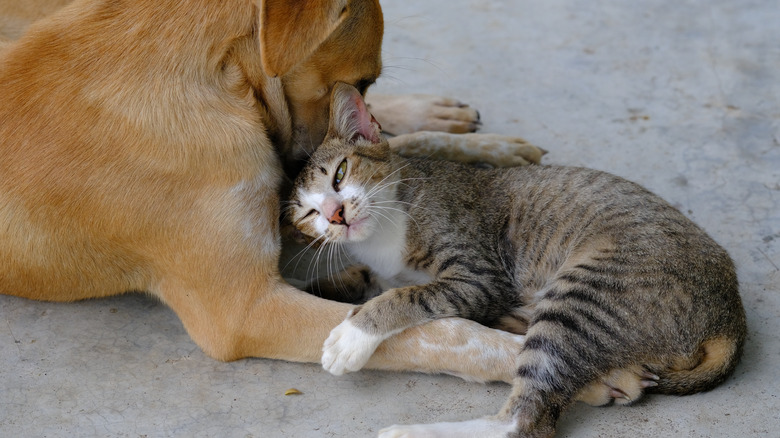 stray dog and cat