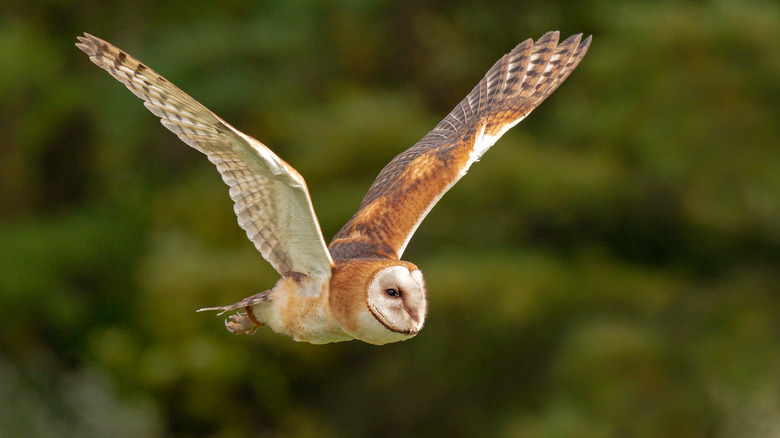 Barn owl in flight