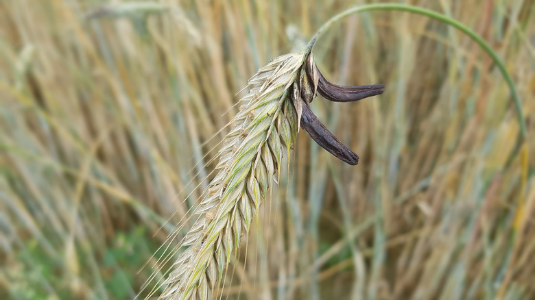 rye with ergot