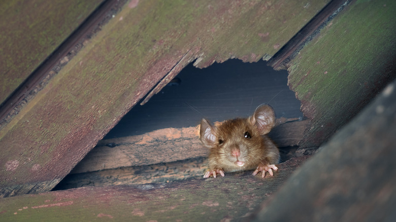 Small rat looking through hole  