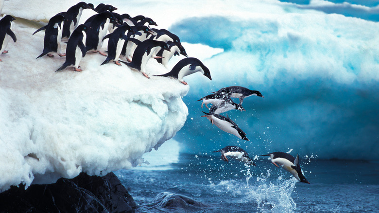 antarctica penguins