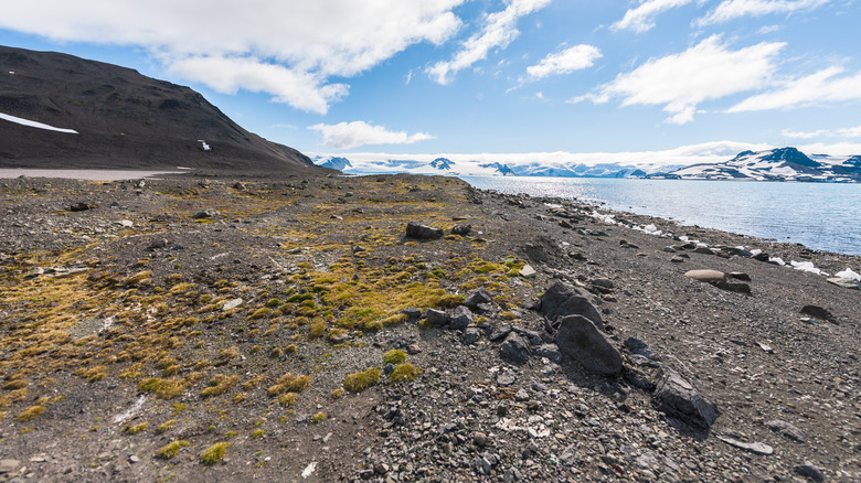 rocky shoreline coastal antarctica