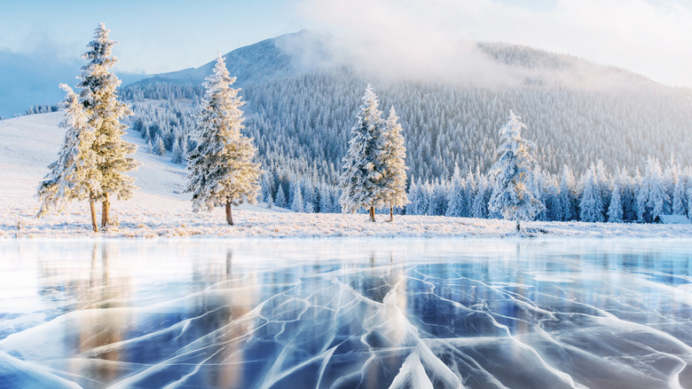 frozen forest ice trees