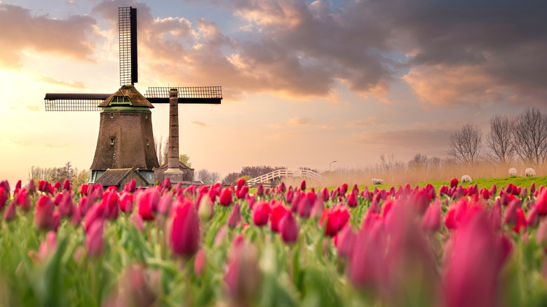 netherlands windmill tulips