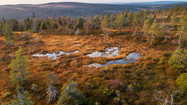 Bogs in Finland