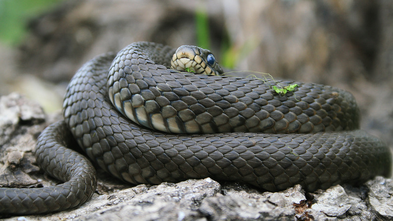 A grass snake