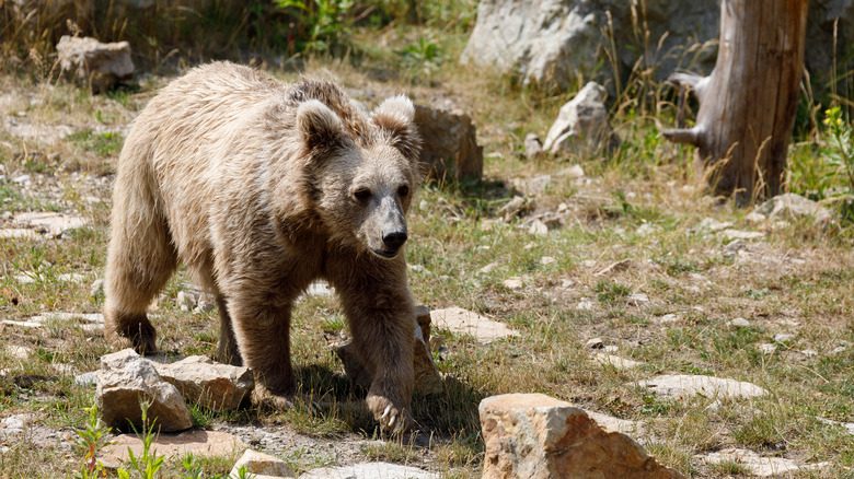 brown bear in the Himalayas