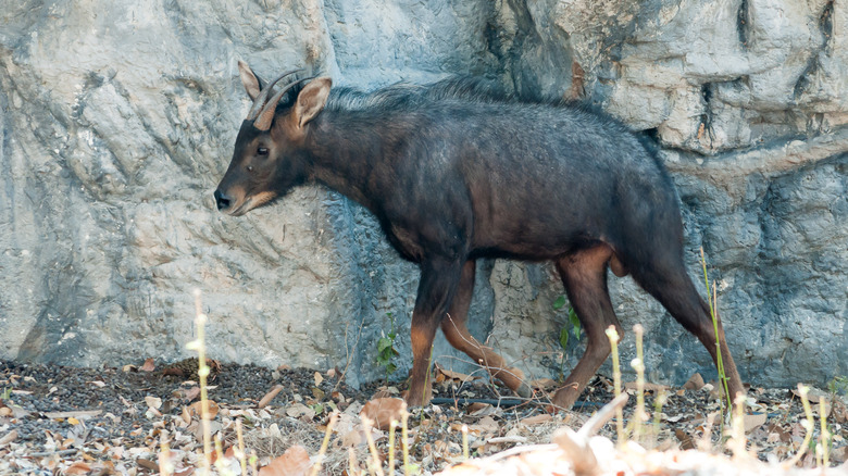 serow antelope