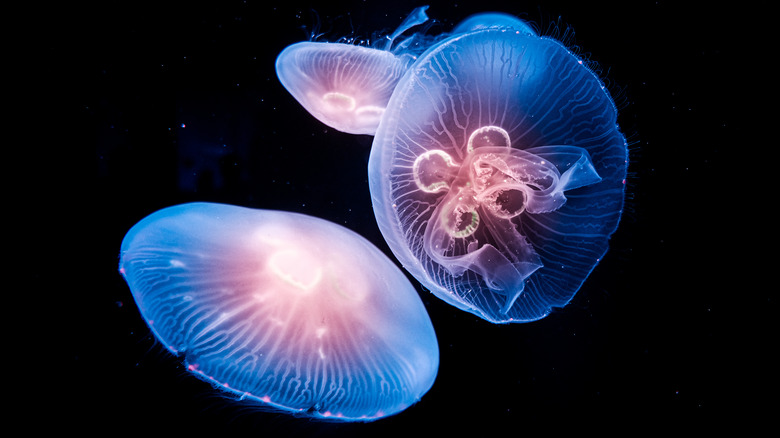 glowing sea creatures